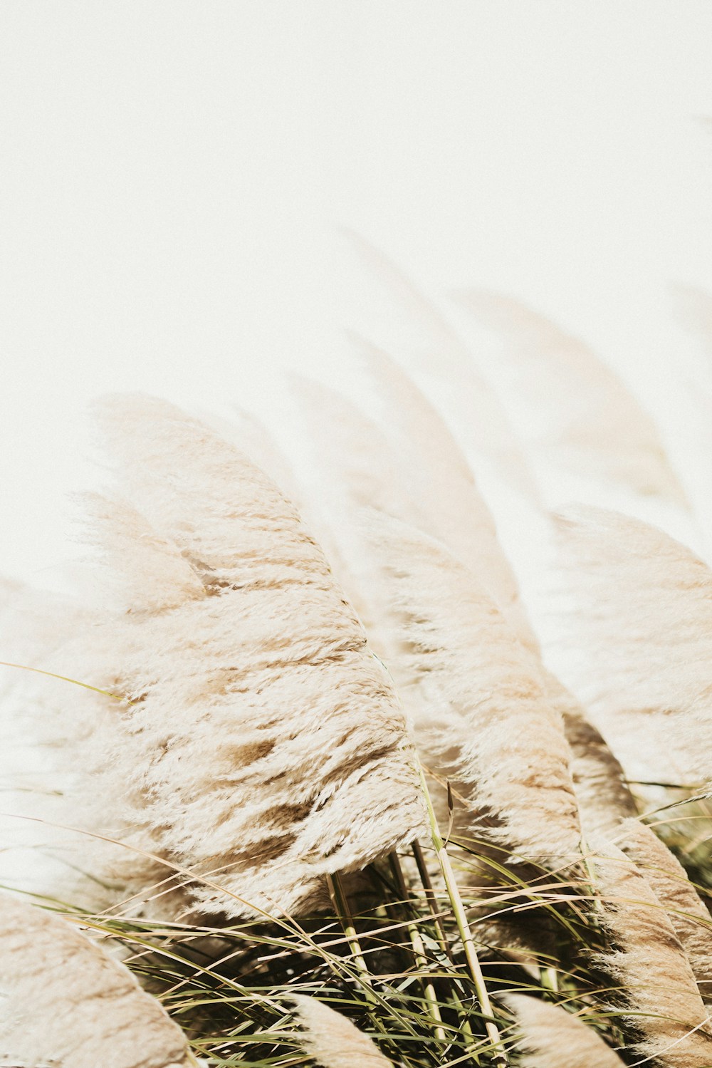 Soft cream pampas grass in the breeze